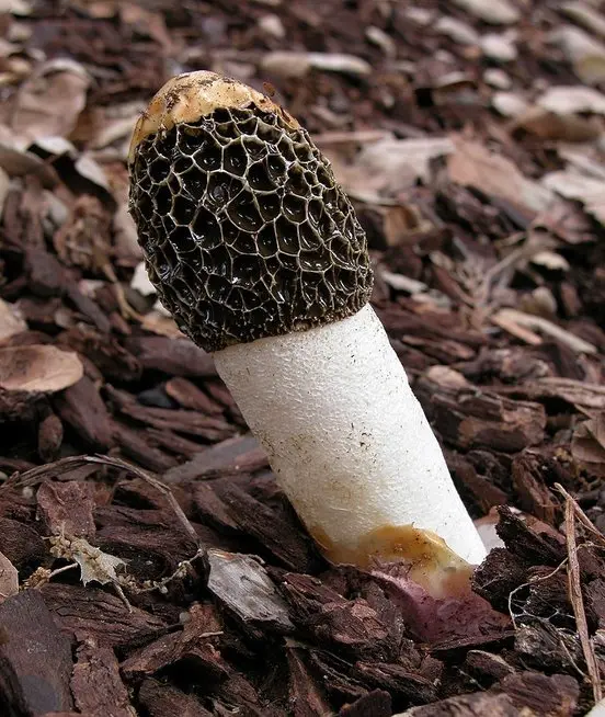 Hadriano poniabudė (Phallus hadriani) (nuotr. Nathan Wilson/Wikipedia) Hadriano poniabudė (Phallus hadriani) (nuotr. Nathan Wilson/Wikipedia)