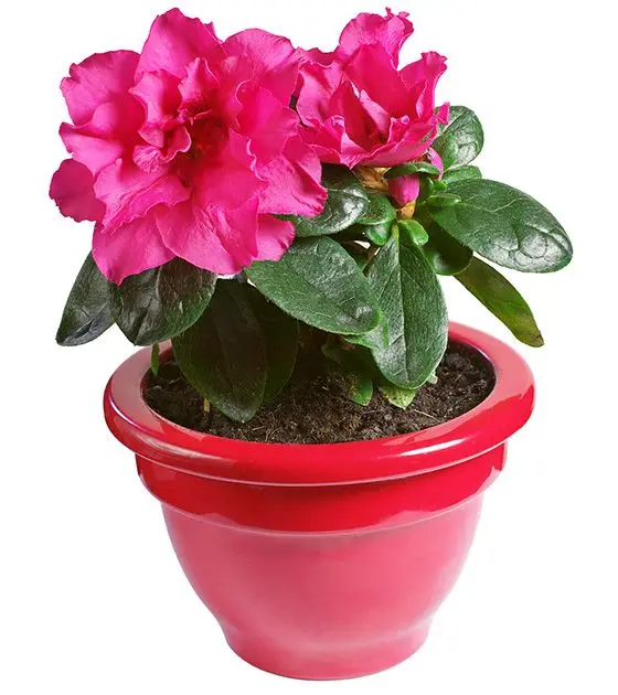 azalija Azalea 2