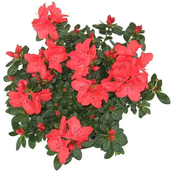 azalija azalea