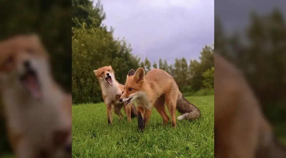 Lapiukai Editos sodyboje (nuotr. stop kadras) Lapiukai Editos sodyboje (nuotr. stop kadras)
