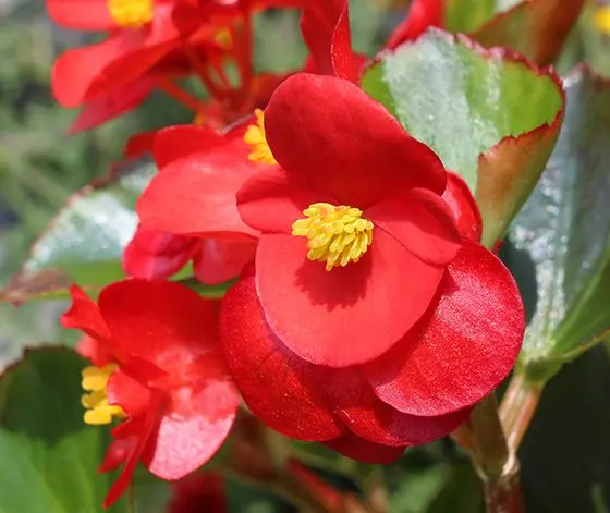 begonija visadzyde begonia semperflorens