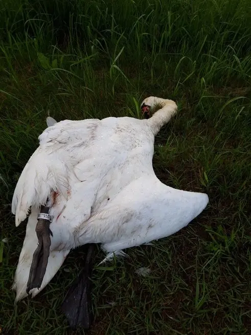 Partrenkta gulbė (nuotr. feisbuko grupės) ( nuotr. autorių) Partrenkta gulbė (nuotr. feisbuko grupės) ( nuotr. autorių)