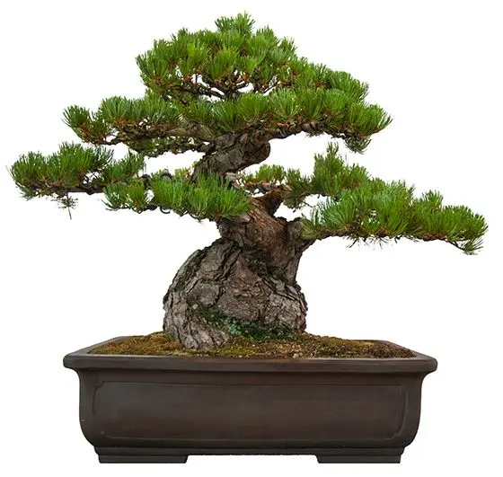 bonsai medelis 2