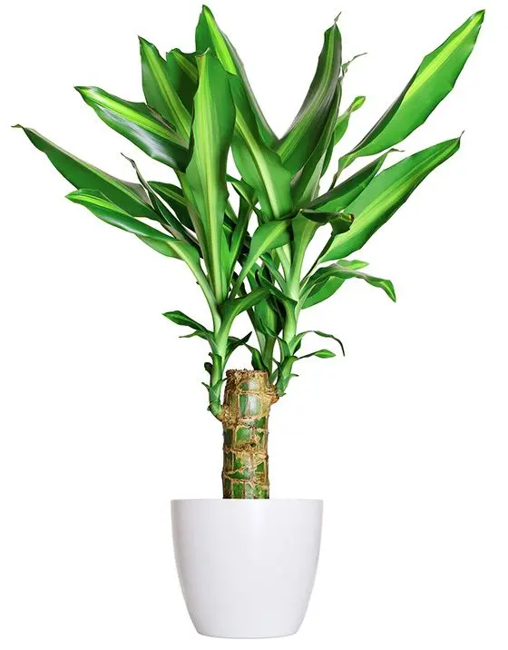 dracena Dracaena