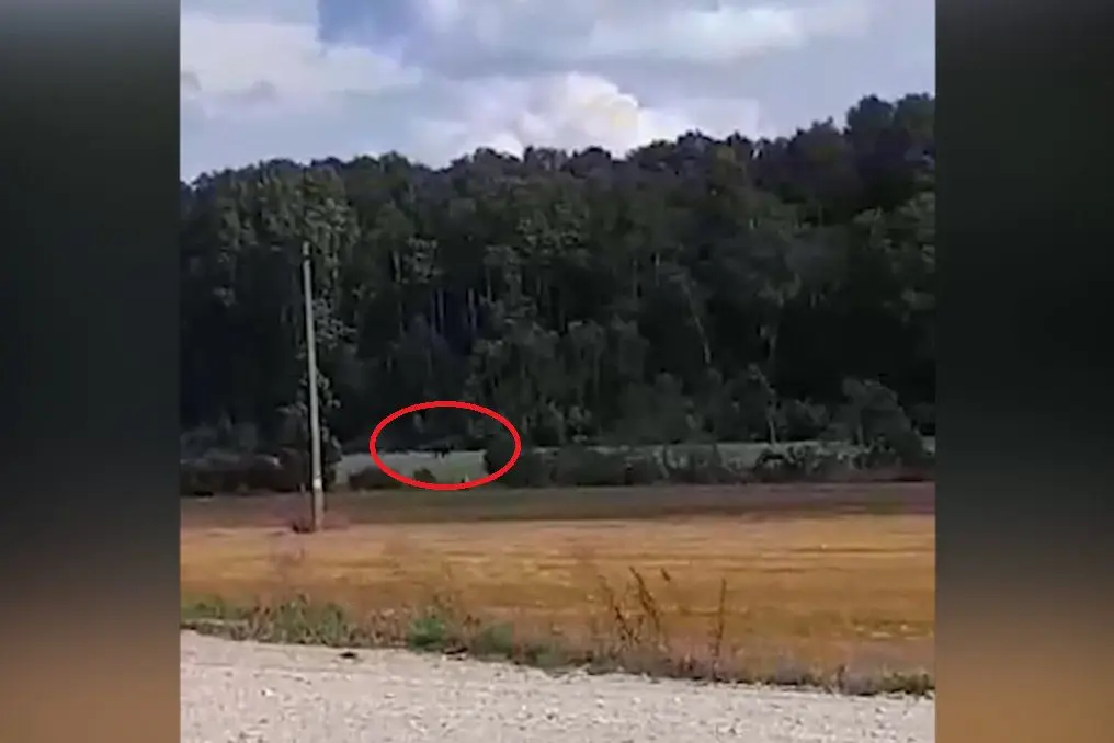 Radviliškio rajone gyventojus nustebino įspūdingo dydžio retas gyvūnas. Tai ko nepamatysi kiekvieną dieną.