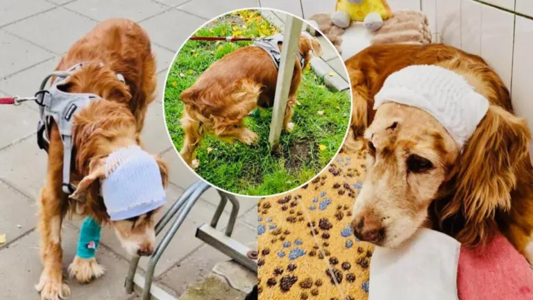 Iš žemių iškasto šunelio gyvenime – naujas posūkis: „Gauso stebuklas!“