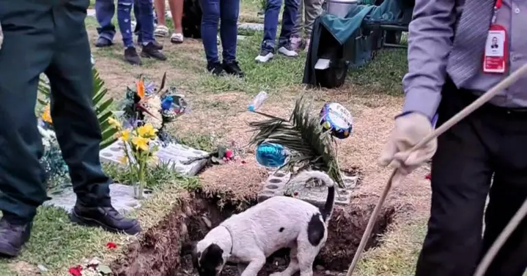 Širdį verianti akimirka, kai gedintis šuo per laidotuves bando iškasti šeimininką