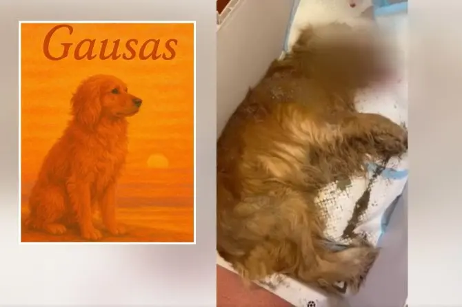 DI generuota ir stopkadro nuotr./Išgelbėtas šuo Gausas