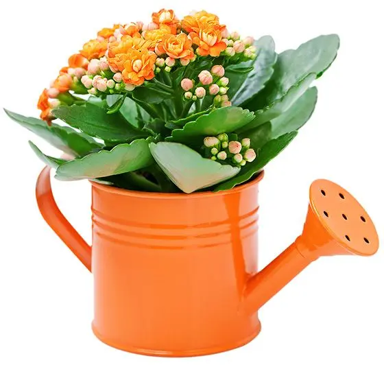 kalanke kalanchoe