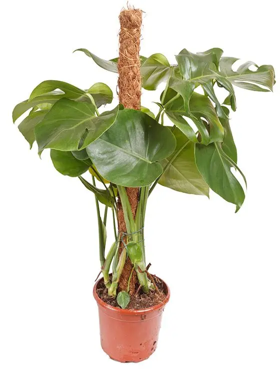 monstera