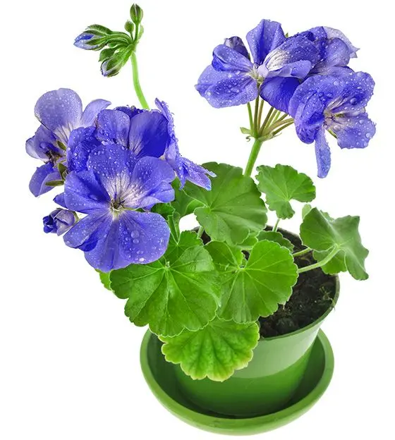 pelargonija Pelargonium