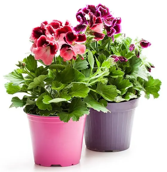 pelargonija