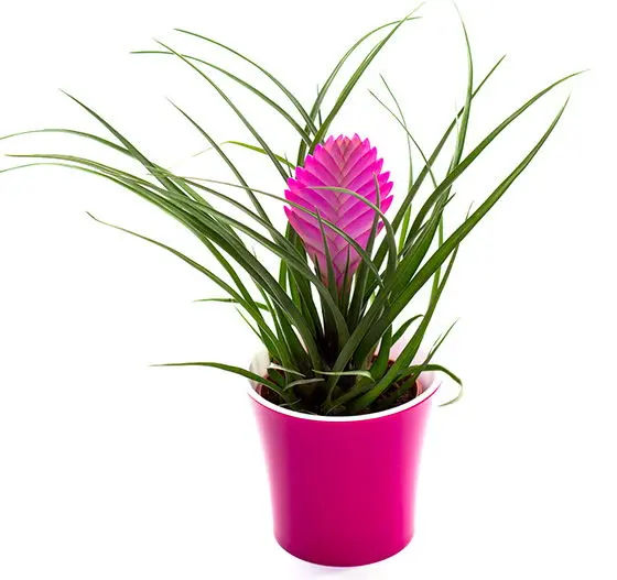 tilandsija tillandsia