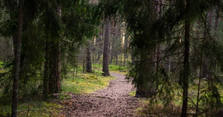 Lietuvos miškuose tyko mirtini pavojai: radus tai – nedelsiant kreiptis į pareigūnus!