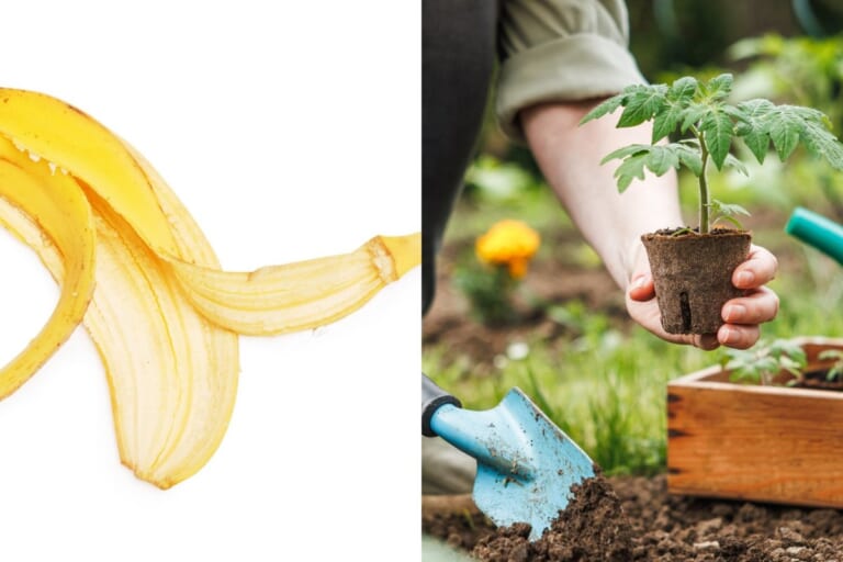 Banano žievė – nepamainomas pagalbininkas sode: puiki trąša, jei žinai, kaip ją panaudoti