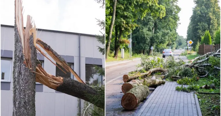 Iš Vilniaus rajono mero – naujausia žinia apie audros padarinių mastą