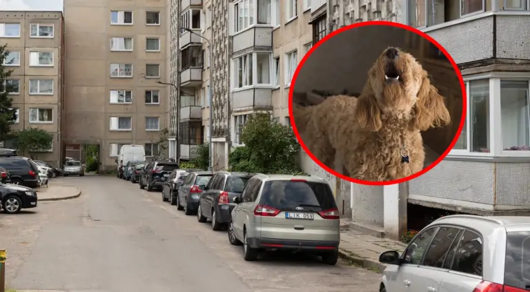 Nuolat loja kaimyno šuo? Atskleidė, kokio dydžio bauda už tai gresia