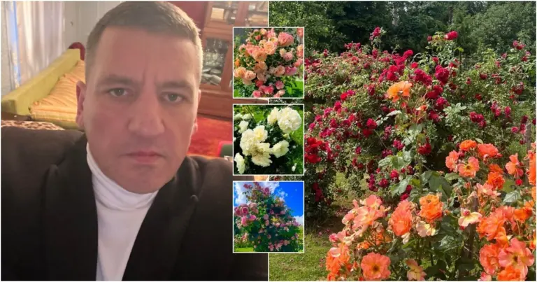 Pamatę kauniečio Arūno rožių sodą sustoja net svetimi: prižiūri pagal savitą sistemą
