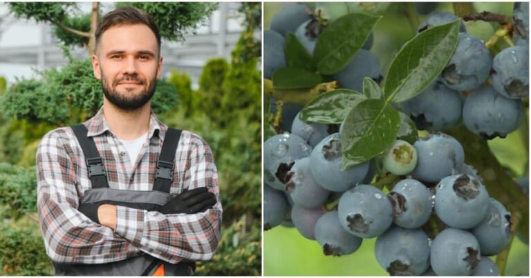 Šilauogėms dabar reikia ypatingo dėmesio: Raimundas įvardijo darbus, kurių nevalia atidėlioti
