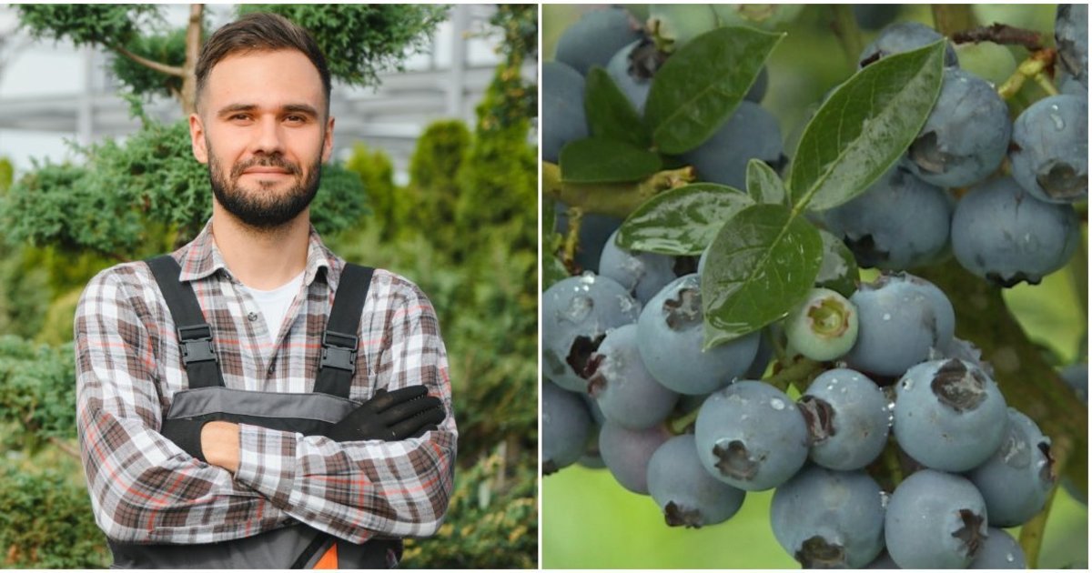 Šilauogėms dabar reikia ypatingo dėmesio: Raimundas įvardijo darbus, kurių nevalia atidėlioti
