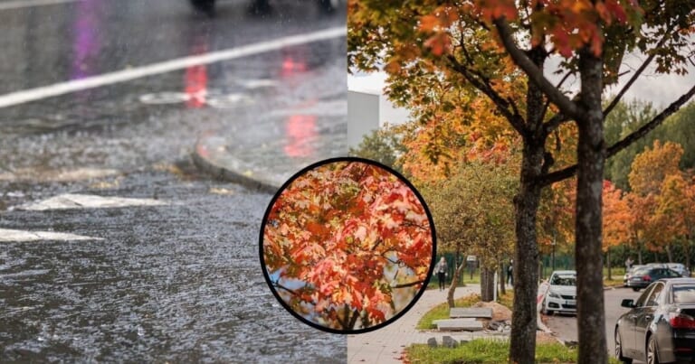 Bobų vasarai suskaičiuotos dienos: spalio 9-ąją laukia ryškus orų lūžis ir šalnų grėsmė