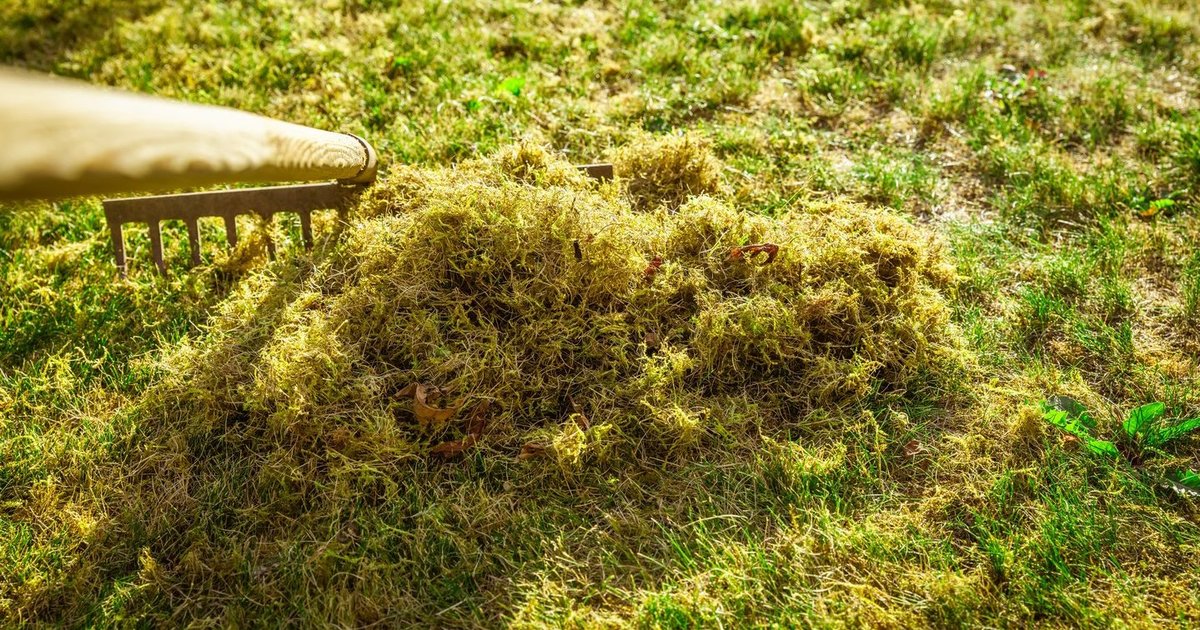 Samanos užvaldo veją: rudenį išbarstyta priemonė gali išgelbėti jos žalumą