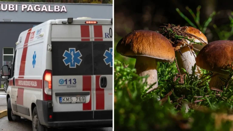 Manote, kad valgomi grybai visiškai saugūs? Specialistai perspėja: viena klaida gali baigtis reanimacijoje