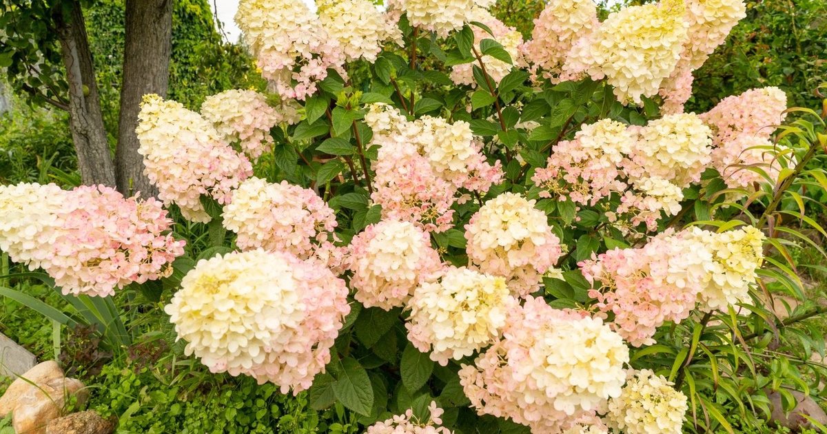 Neatidėliokite iki pavasario: šis rudens darbas hortenzijoms ir rododendrams gali lemti gausų žydėjimą