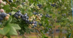 Šilauogių derlius sprendžiasi jau dabar: viena rudens klaida gali palikti be uogų