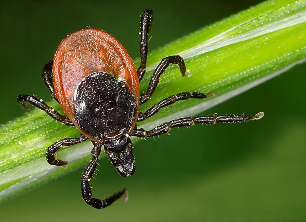 Why You’re Seeing More Bugs Right Now—Blame This Winter’s Wild Weather - Men's Journal
